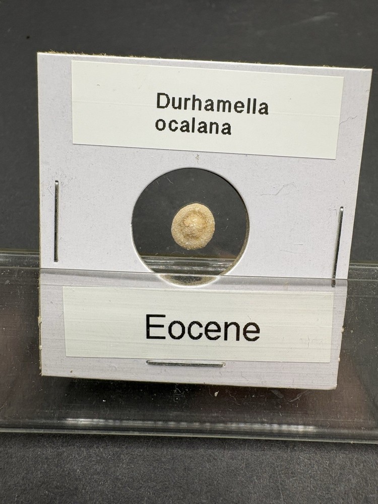 (12)- Mixed Location Micro Fossils- Miocene, Oligocene, Eocene, Cretaceous