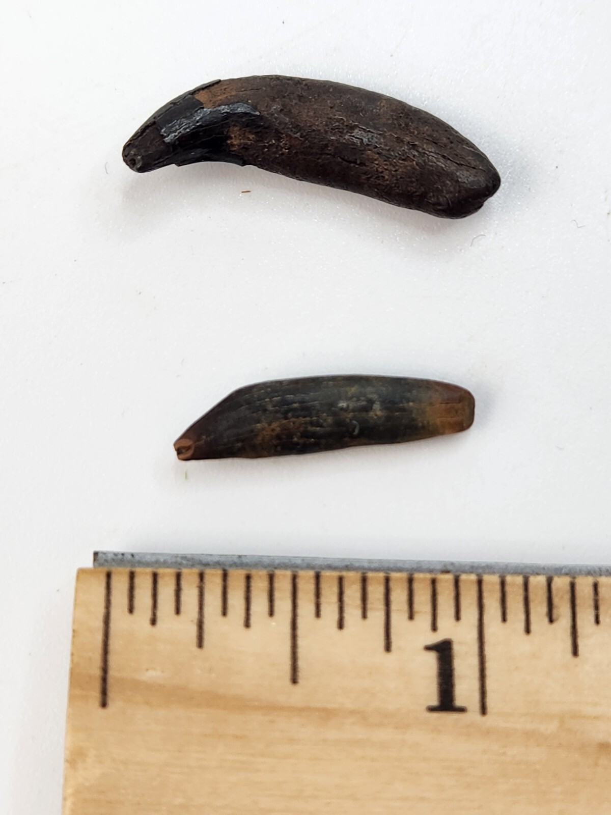 Raccoon Rooted Upper Canine Tooth Fossil - Florida Pleistocene - 1 Per Purchase