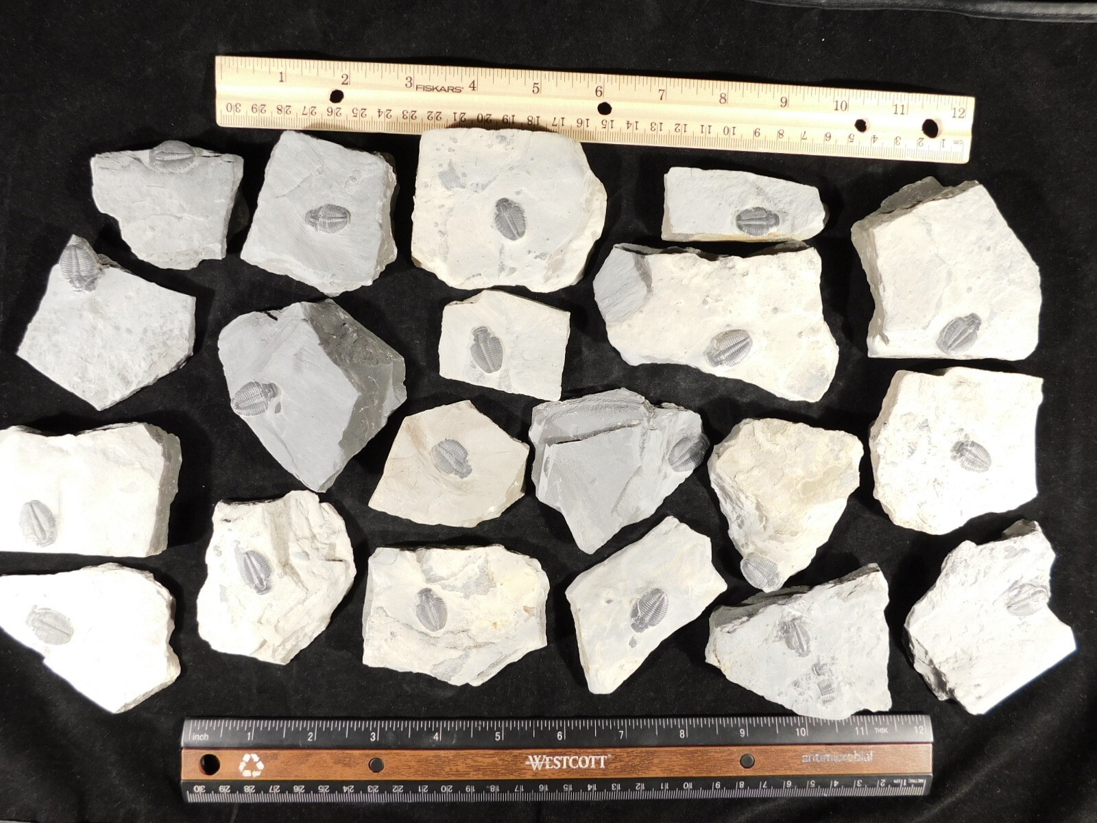 Small 100% Natural Elrathia TRILOBITE Fossil From Cambrian Utah