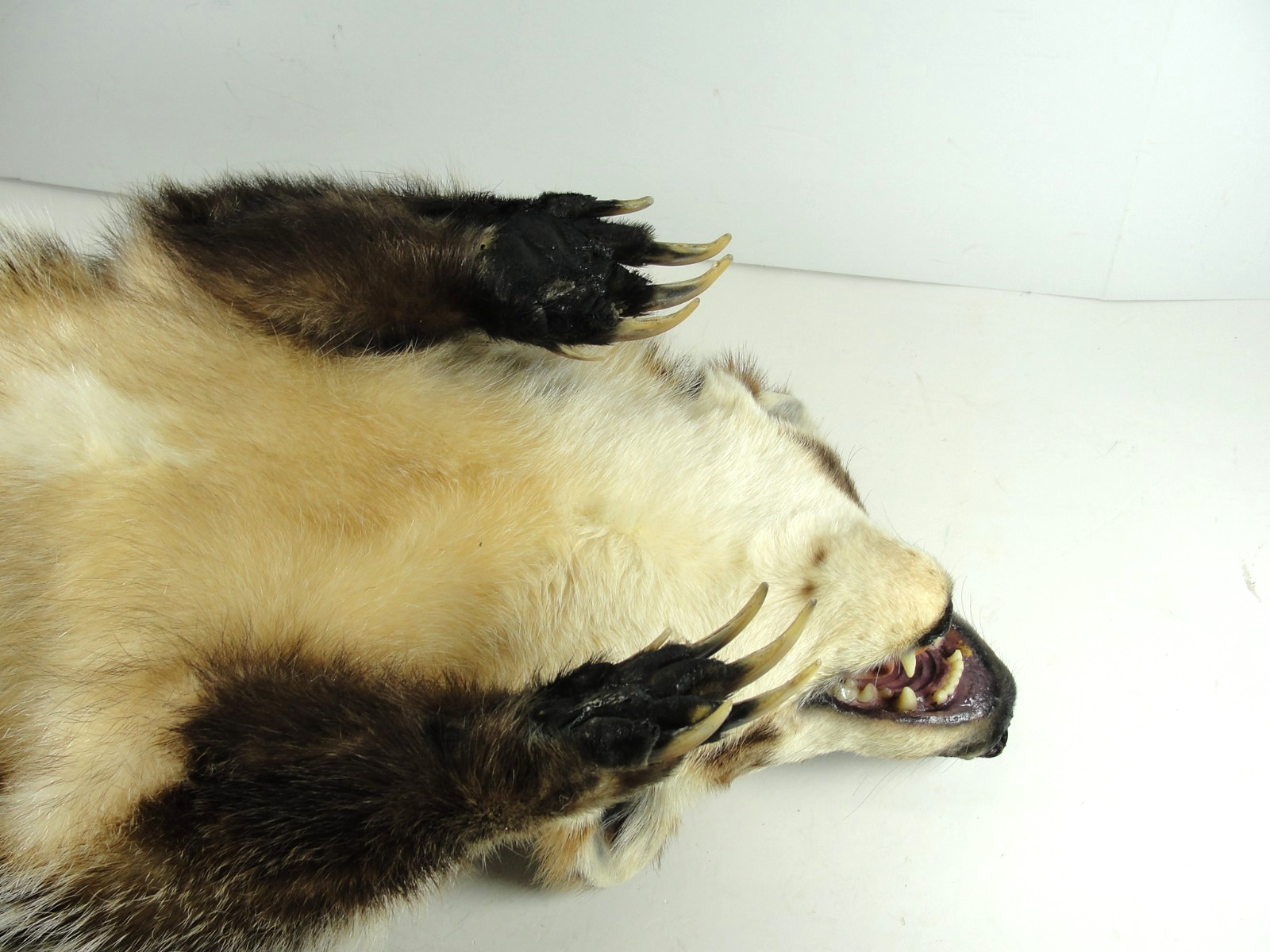 BADGER TAXIDERMY FULL BODY MOUNT BEAUTIFUL IN EXCELLENT CONDITION