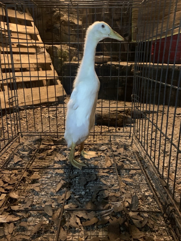 12 Indian Runner Duck Hatching Eggs (1 Doz)