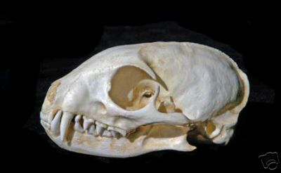 Yellow  Mongoose Skull REPLICA