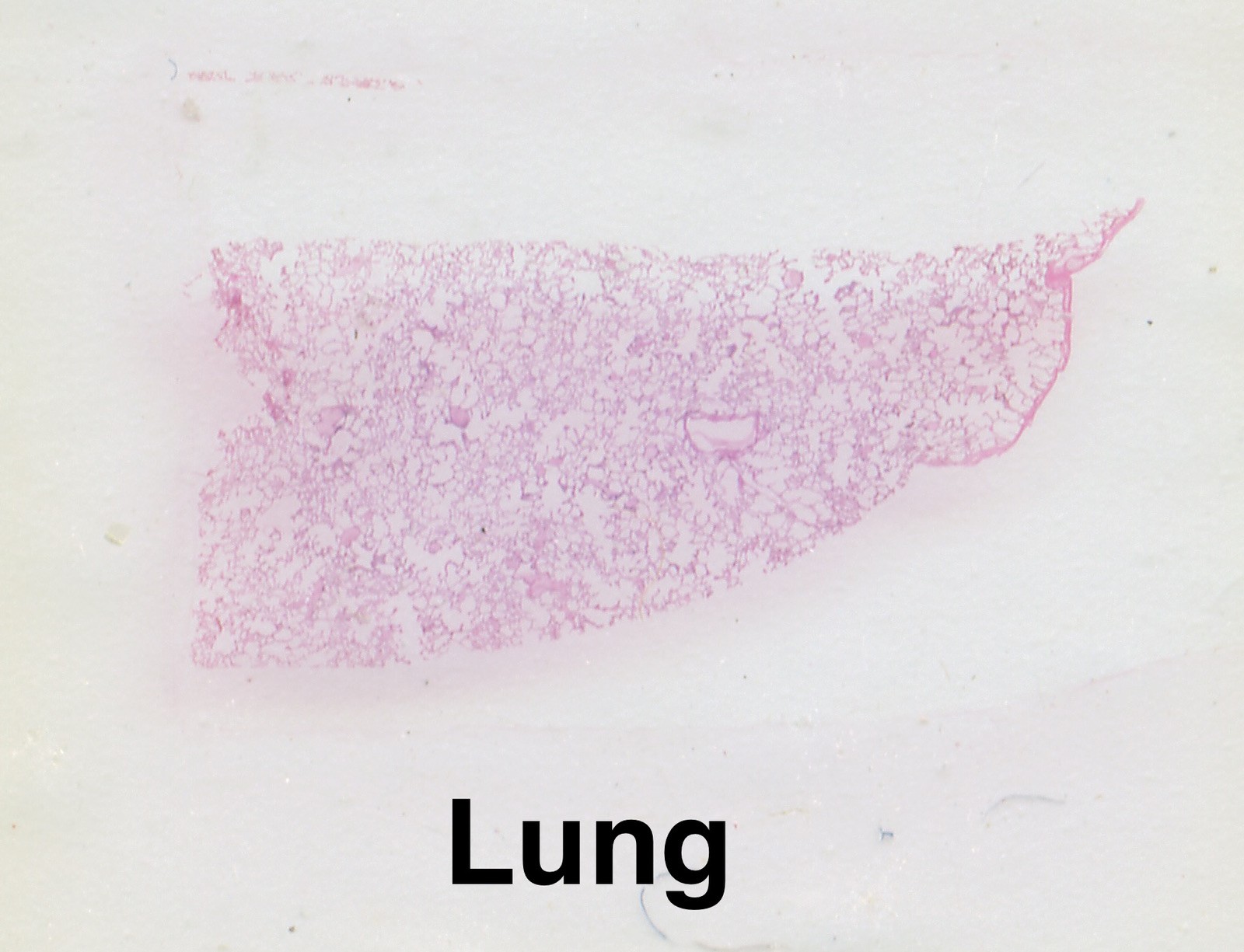 MAMMAL HISTOLOGY Microscope Slides set ORGAN SYSTEMS ANATOMY in wooden case