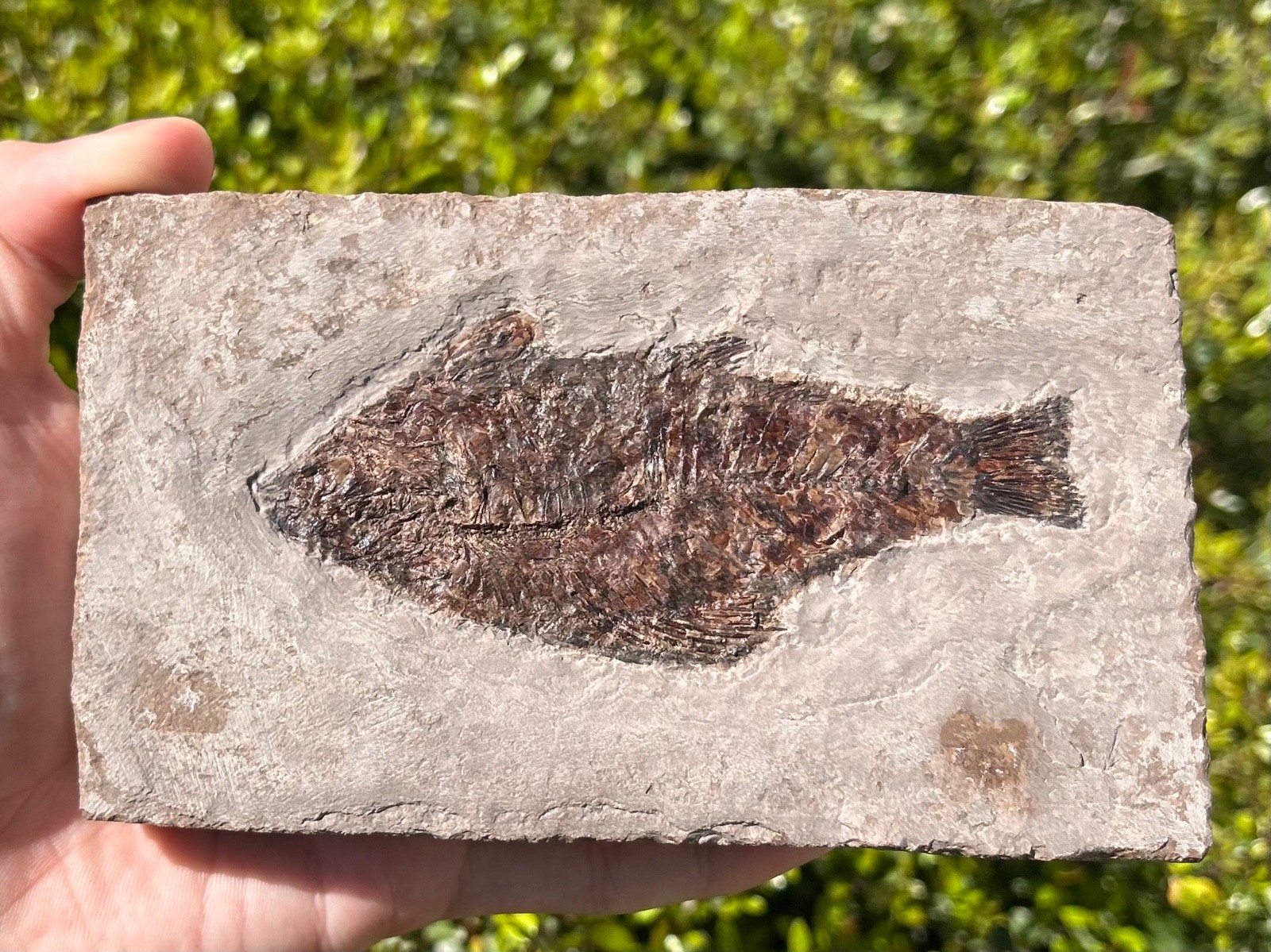 RARE Nebraska Fossil Fish Valentine Formation Skeleton Late Miocene Age