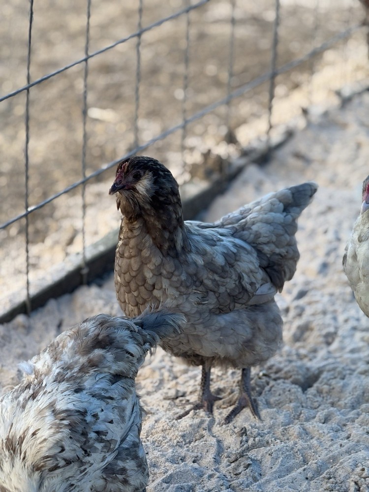 5 + PUREBRED AMERAUCANA BBS Hatching Eggs. FALL CHICKS = SPRING EGGS