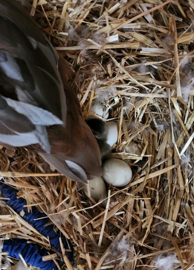 6 Mixed Color Call Duck Hatching Eggs