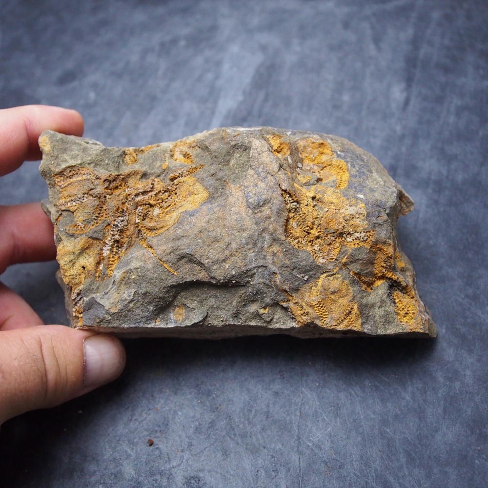 Edrioasteroid Protaster sp. Echinoderms Ordovician Fossil Fossilien