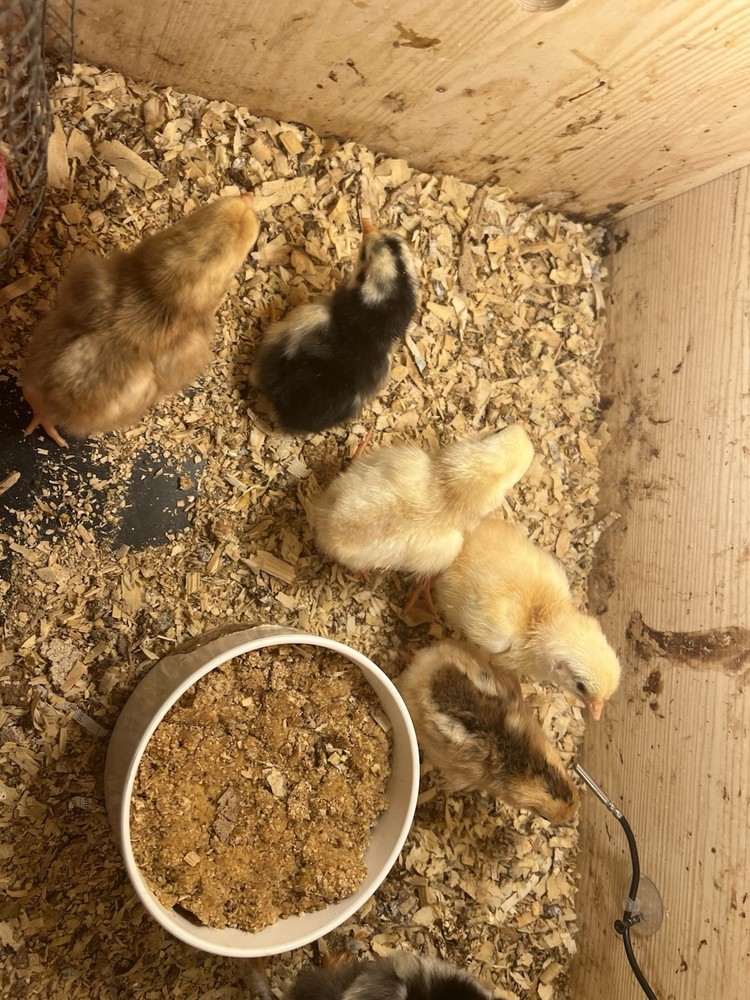 5 + HATCHING EGGS, EASTER/OLIVE EGGERS, AMERAUCANA, LEGBAR.