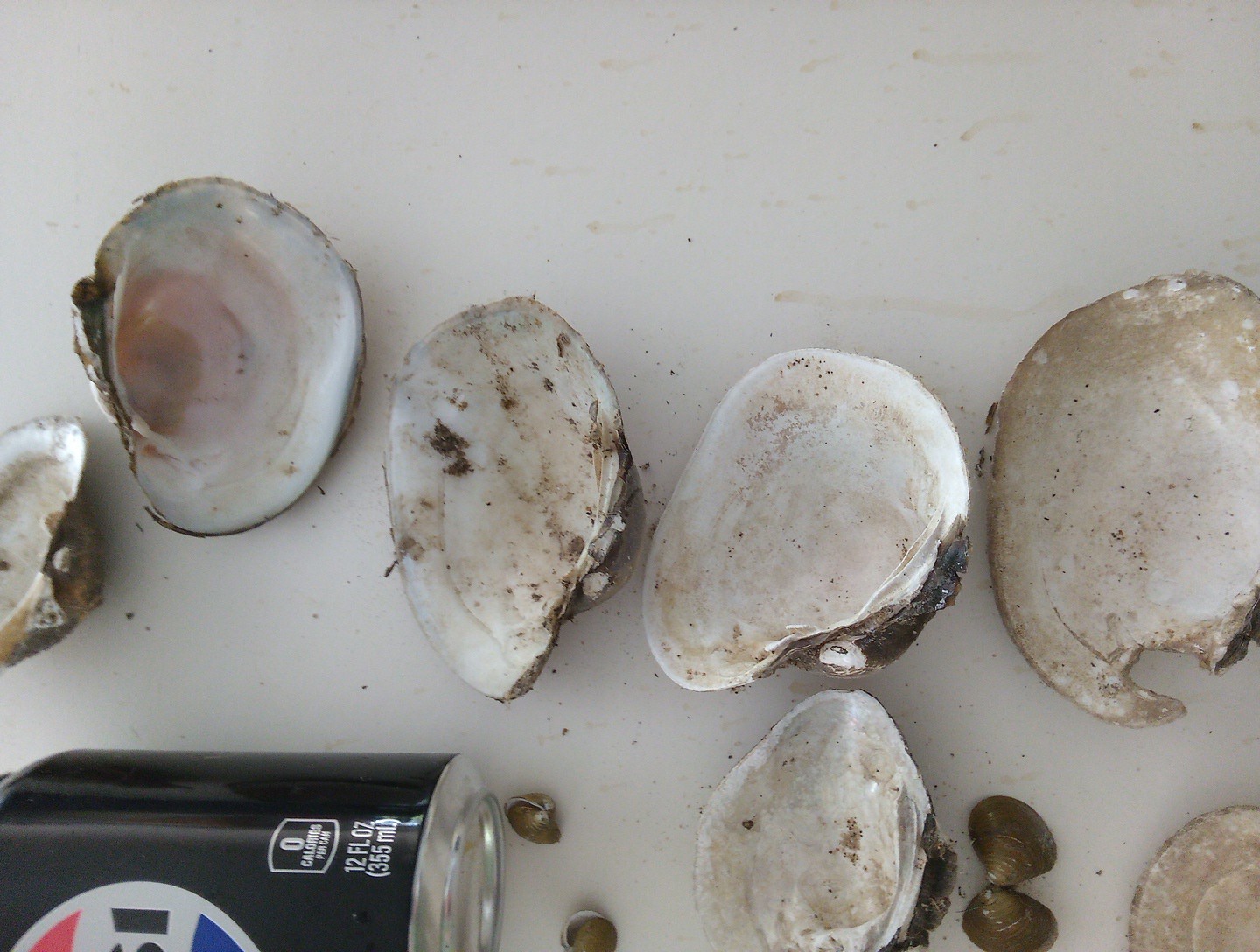 Lot Of Mississippi River Clam Shells,Mother of Pearl,Crafts,Aquariums