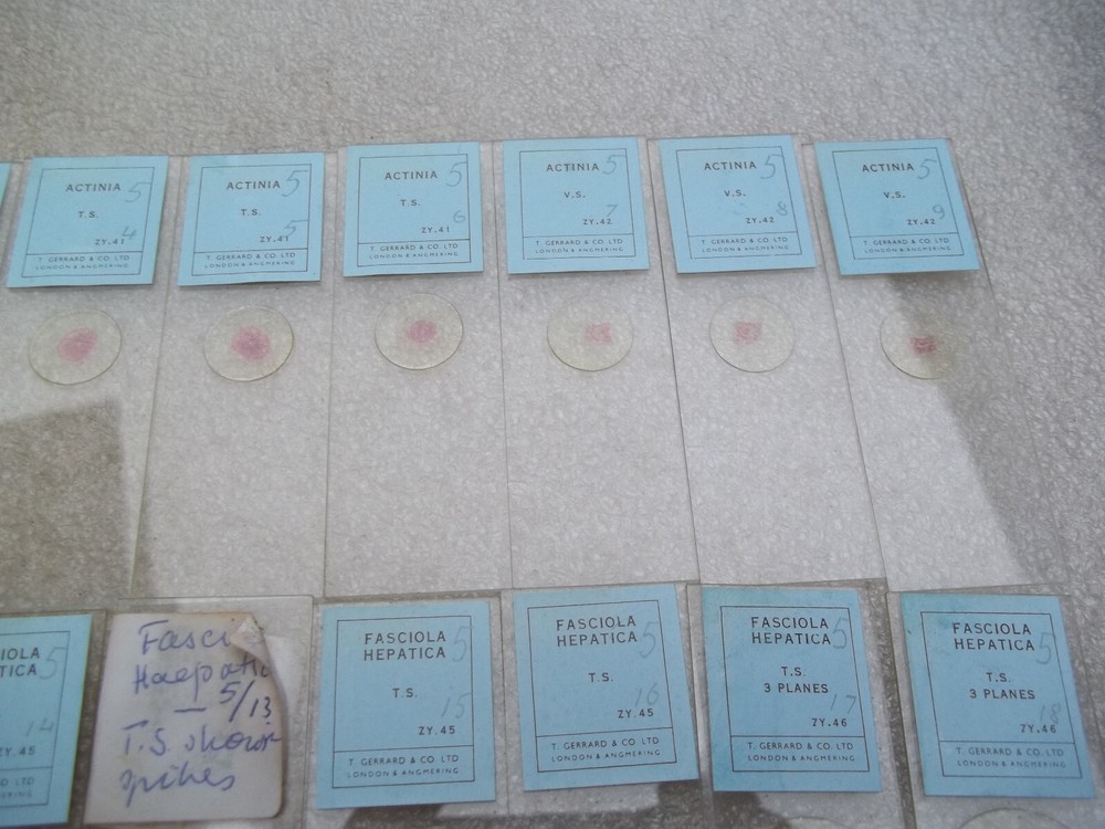 Vintage Glass Microscope Slides -