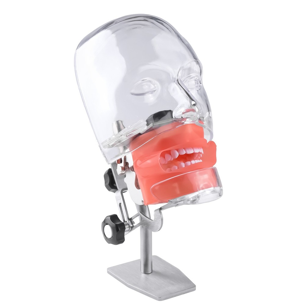 Dental Simulator Manikin Phantom Head Model Put on Desk for Training Practice