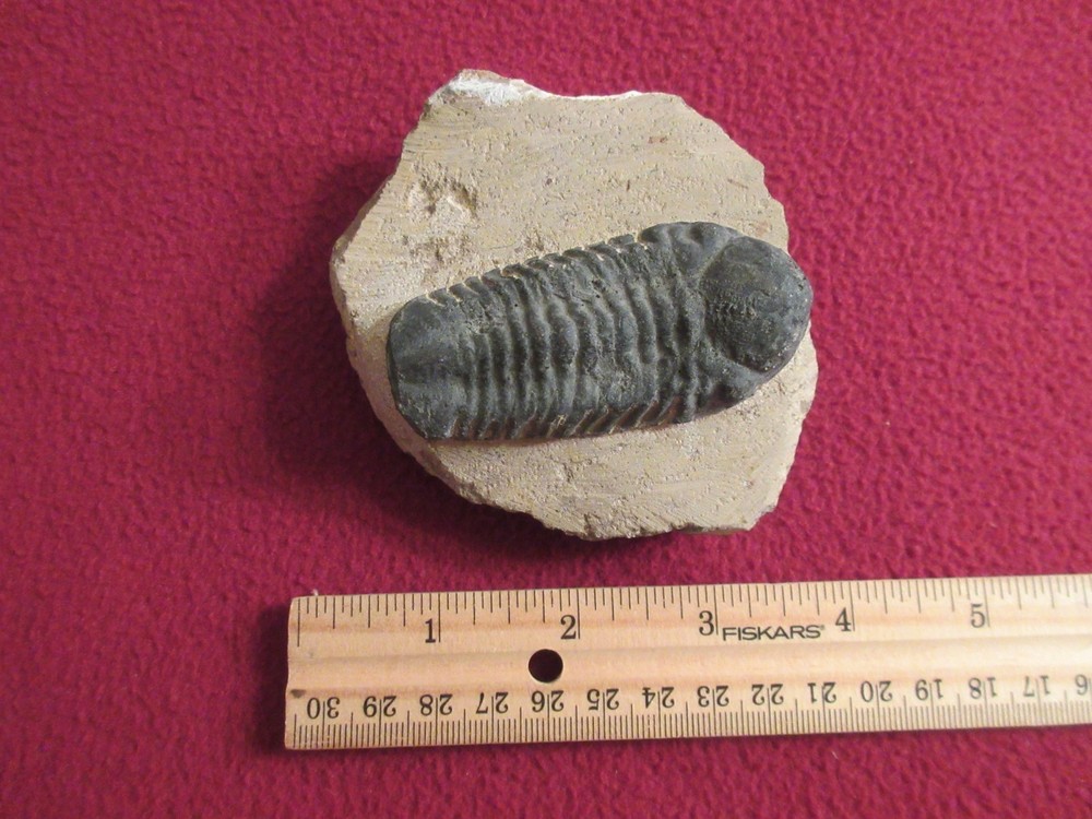 Fossil trilobite 9.2oz