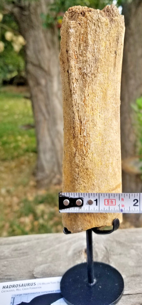 Nice Hadrosaurus Radius Section Fossil Specimen Cretaceous Hell Crk MT RecentDig