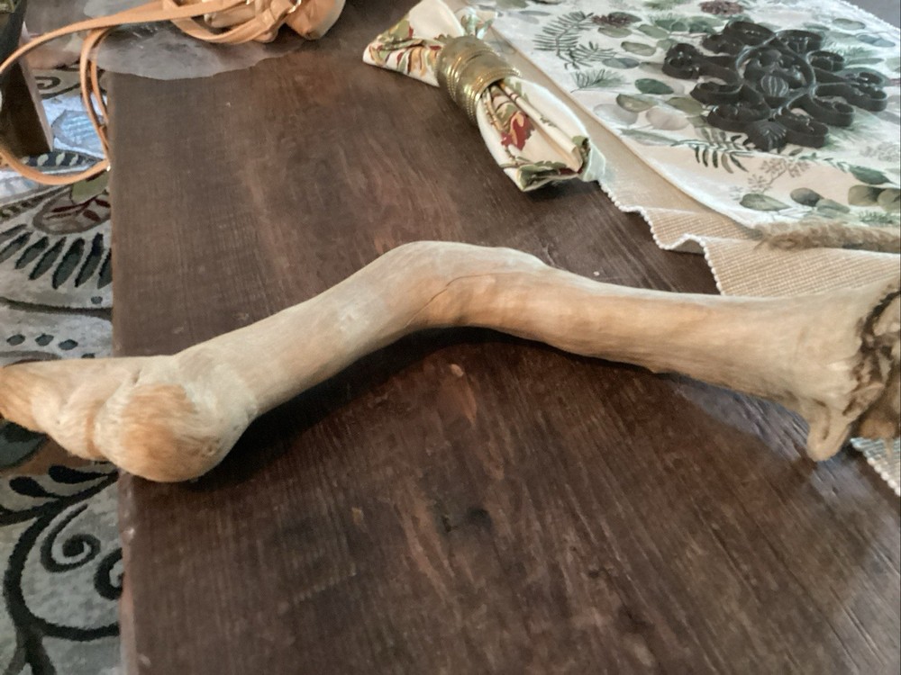 Mammoth Bone