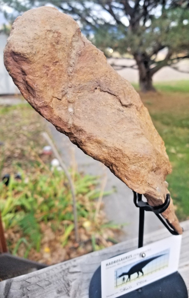 Nice Hadrosaurus Skull Section Fossil Specimen Cretaceous Hell Crk MT Recent Dig