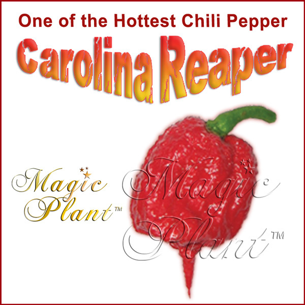 Carolina Reaper Pepper Powder - Non-GMO Reaper World's Hottest Pepper (6 sizes)