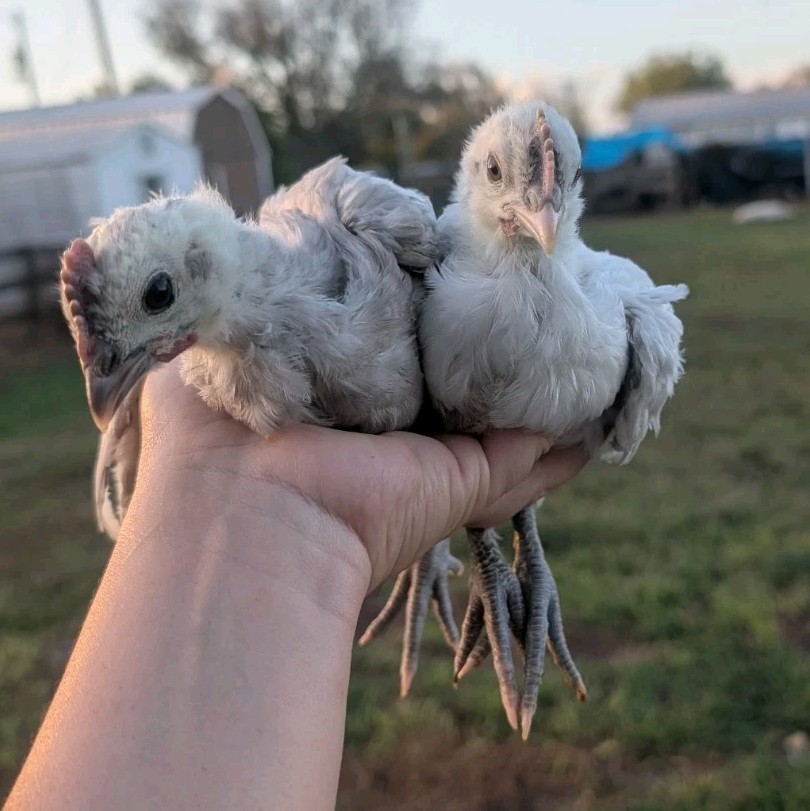6 Zombie & Fibro Egger Hatching Eggs