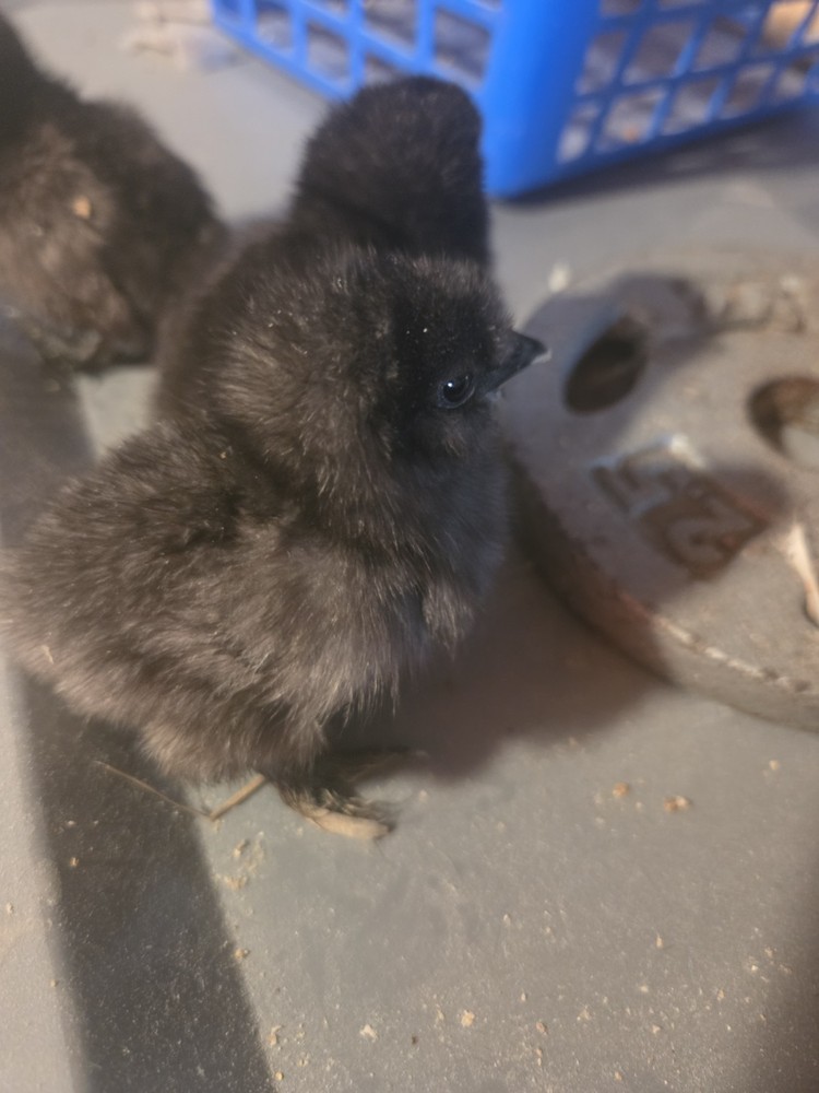 6+ Silkie Fertilized Eggs