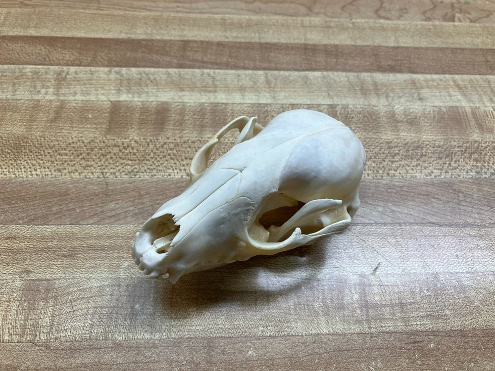 "WEEKLY"  SPECIAL Real Bone Raccoon Skull