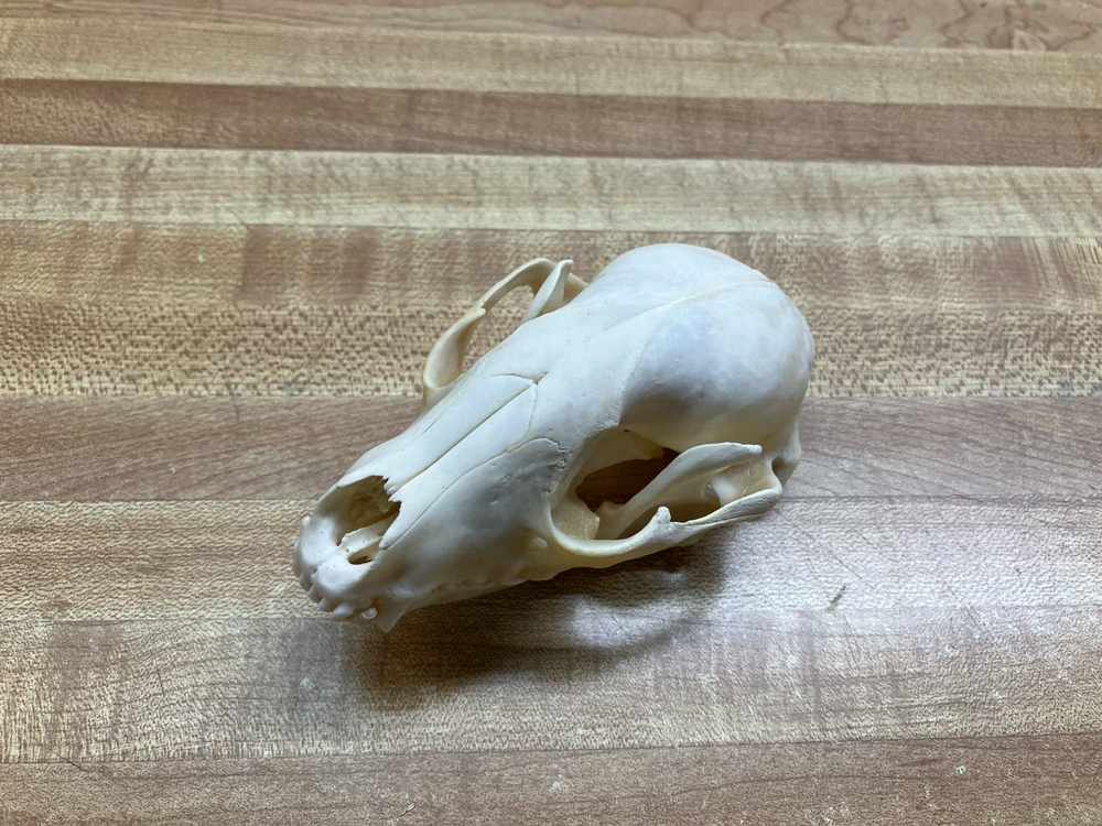 "WEEKLY" SPECIAL Real Bone Raccoon Skull