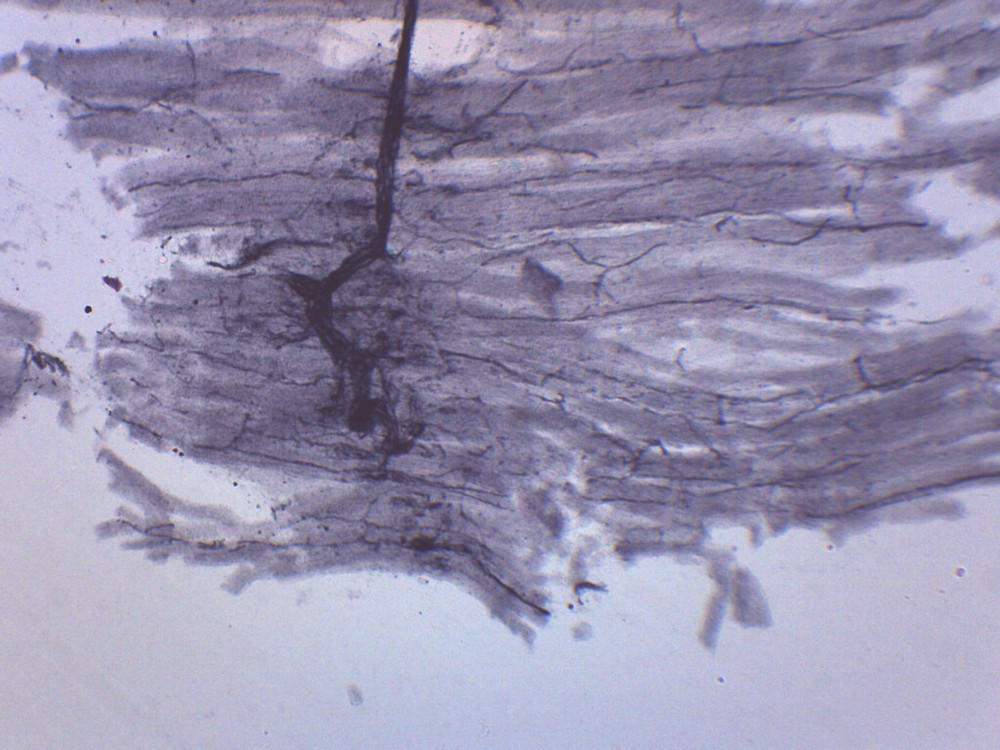 Spinal Cord, Cross Section - Prepared Microscope Slide - 75x25mm - Eisco Labs