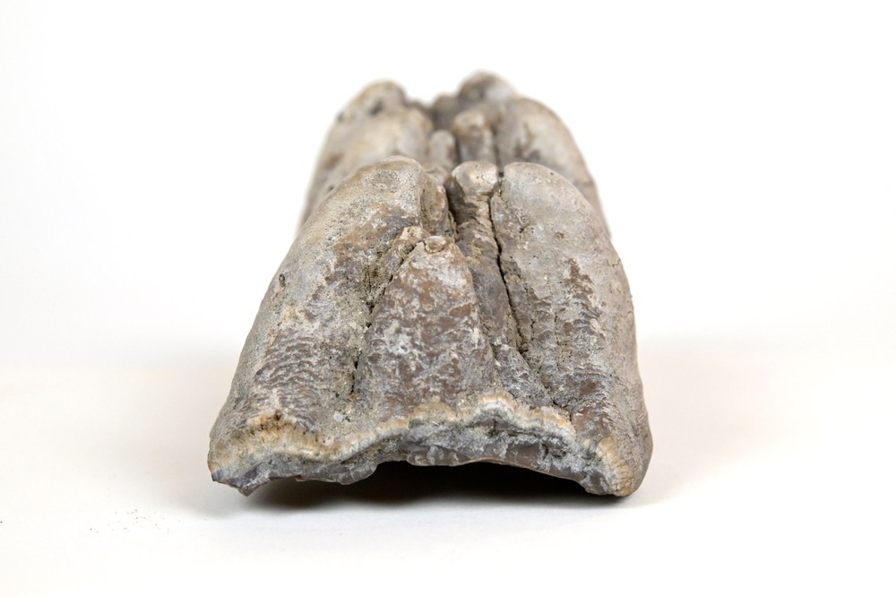Gomphotherium Tooth: 5-Inches Unworn