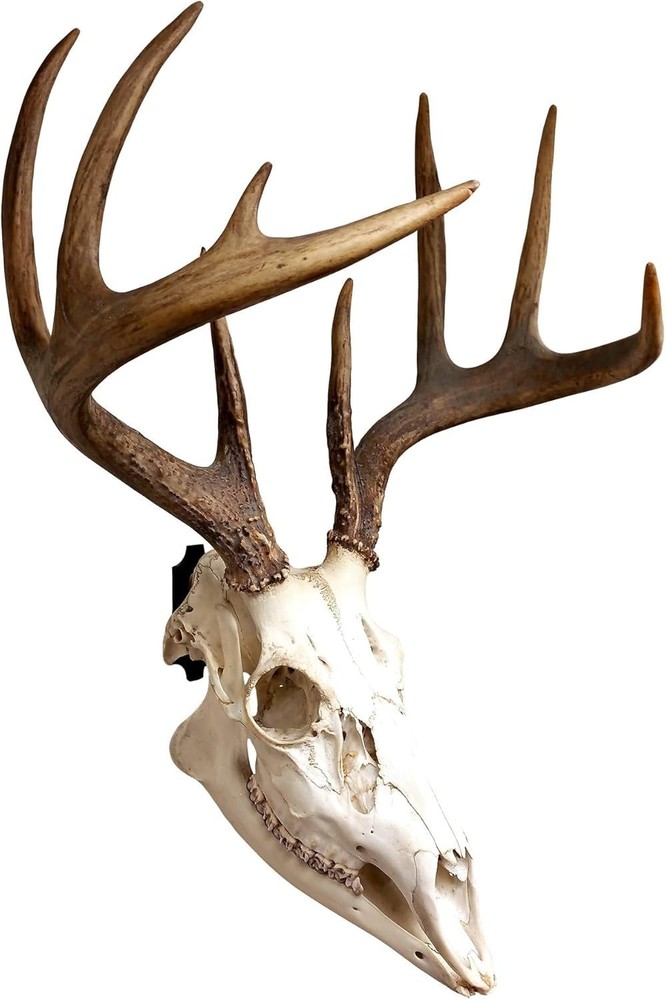 Versatile Skull Mounts for Deer, Bear & More - Cost-Effective Display Solution