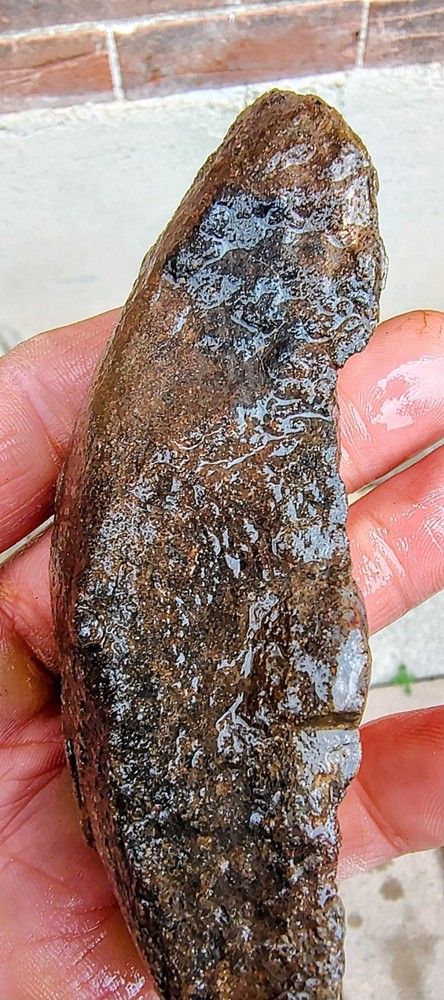 Utah Dinosaur Bone Fossil -