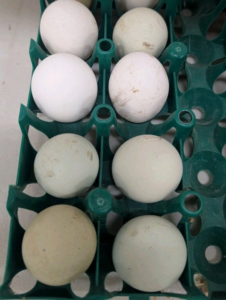 6 Zombie & Fibro Egger Hatching Eggs