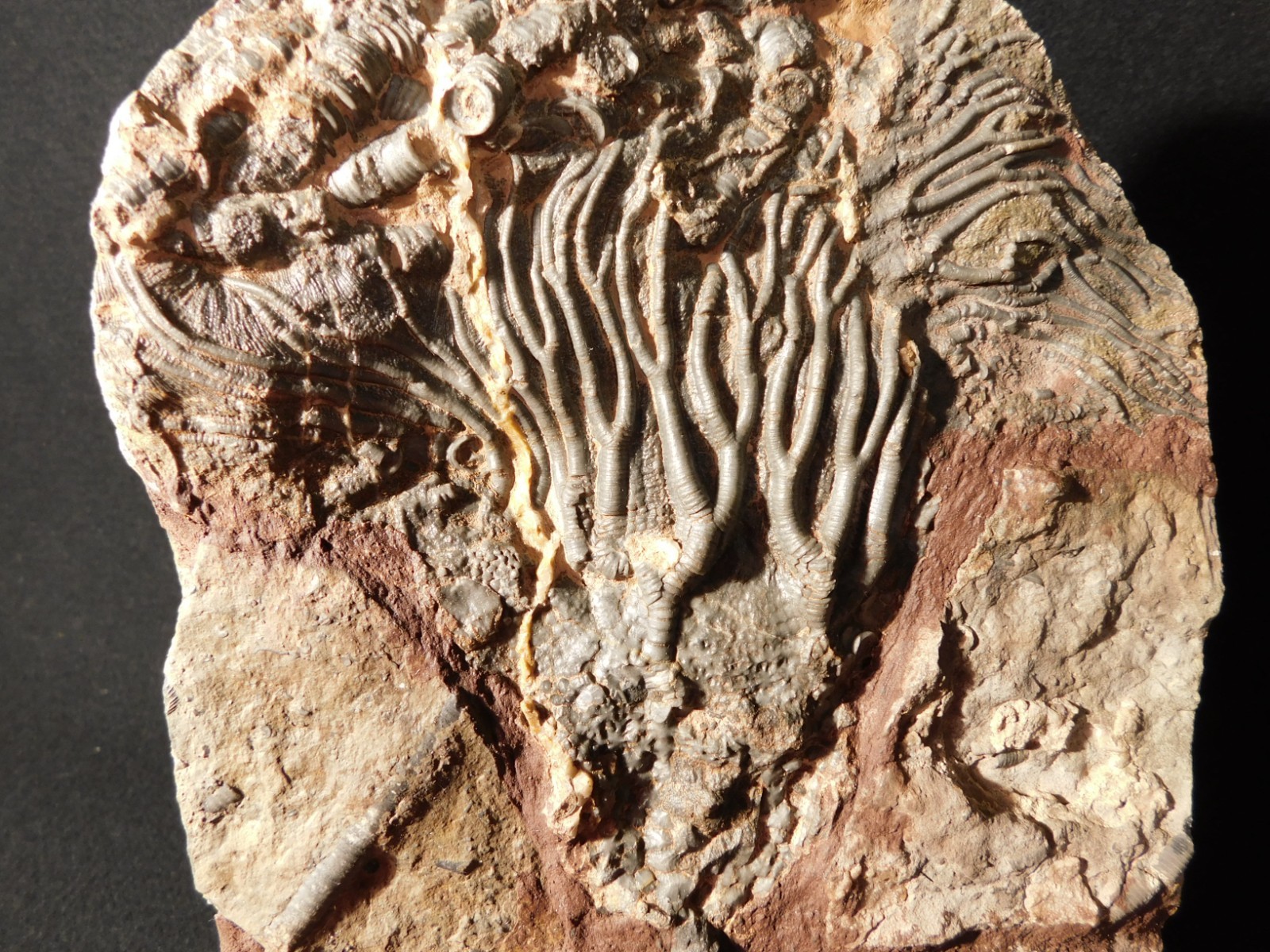 wOw! BIG! 430 Million Year Old! CRINOID Fossil or Sea LILY Fossil Morocco 1144gr
