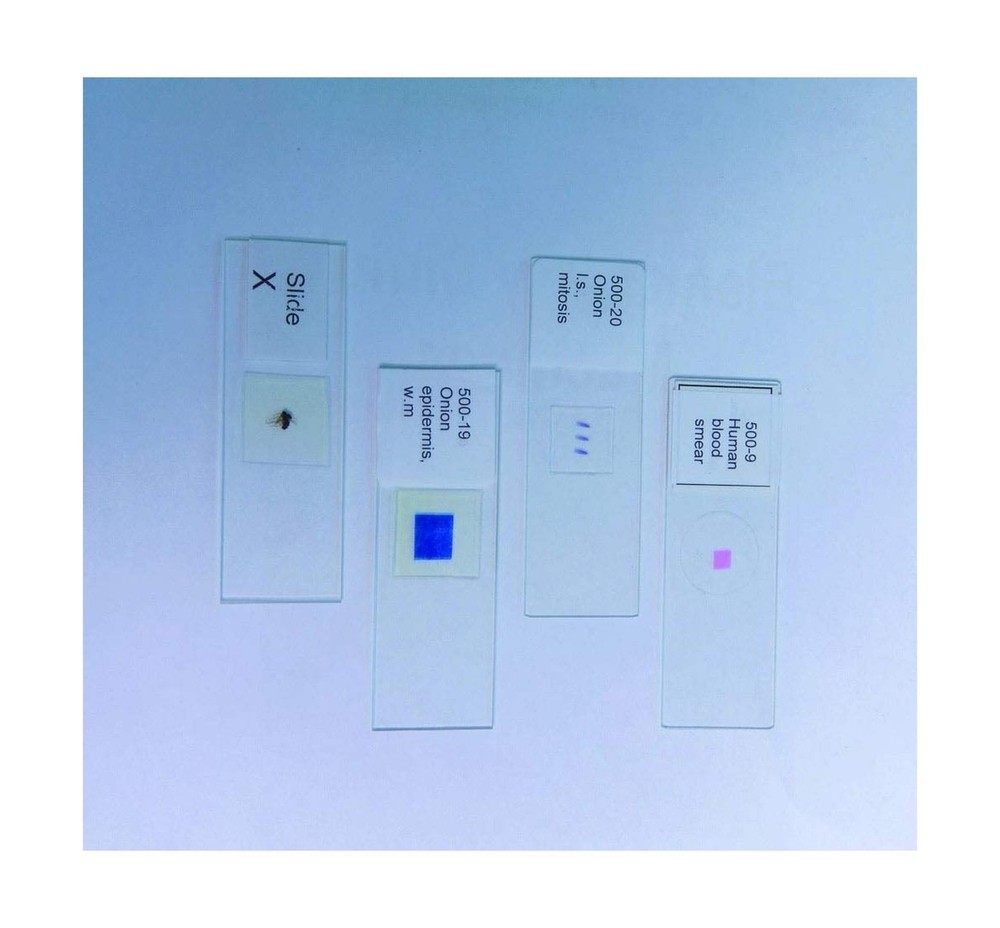 Human Cheek Cells Prepared Microscope Slide, Educational Biology Specimen