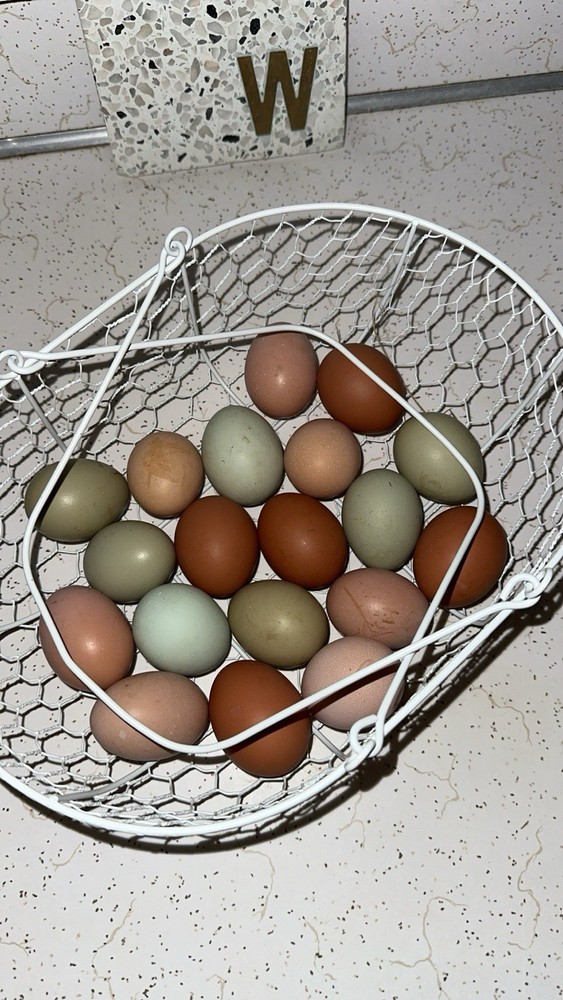 12 Assorted Hatching Eggs, EASTER EGGER, BCM, LAVENDER ORPINGTON, ETC.