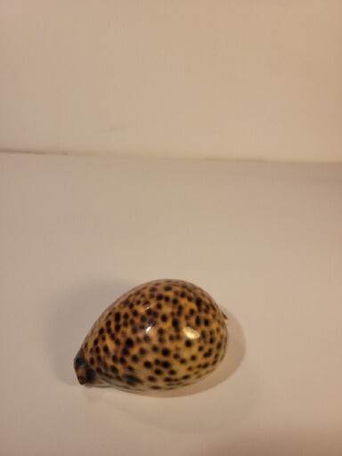Hand Picked Cyprae Tigris Shell