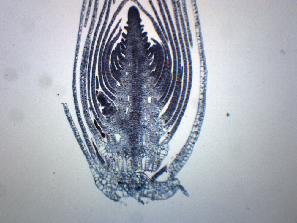 25PK Elodea Stem Tip  - CS - Prepared Slides - 75x25mm - Eisco Labs
