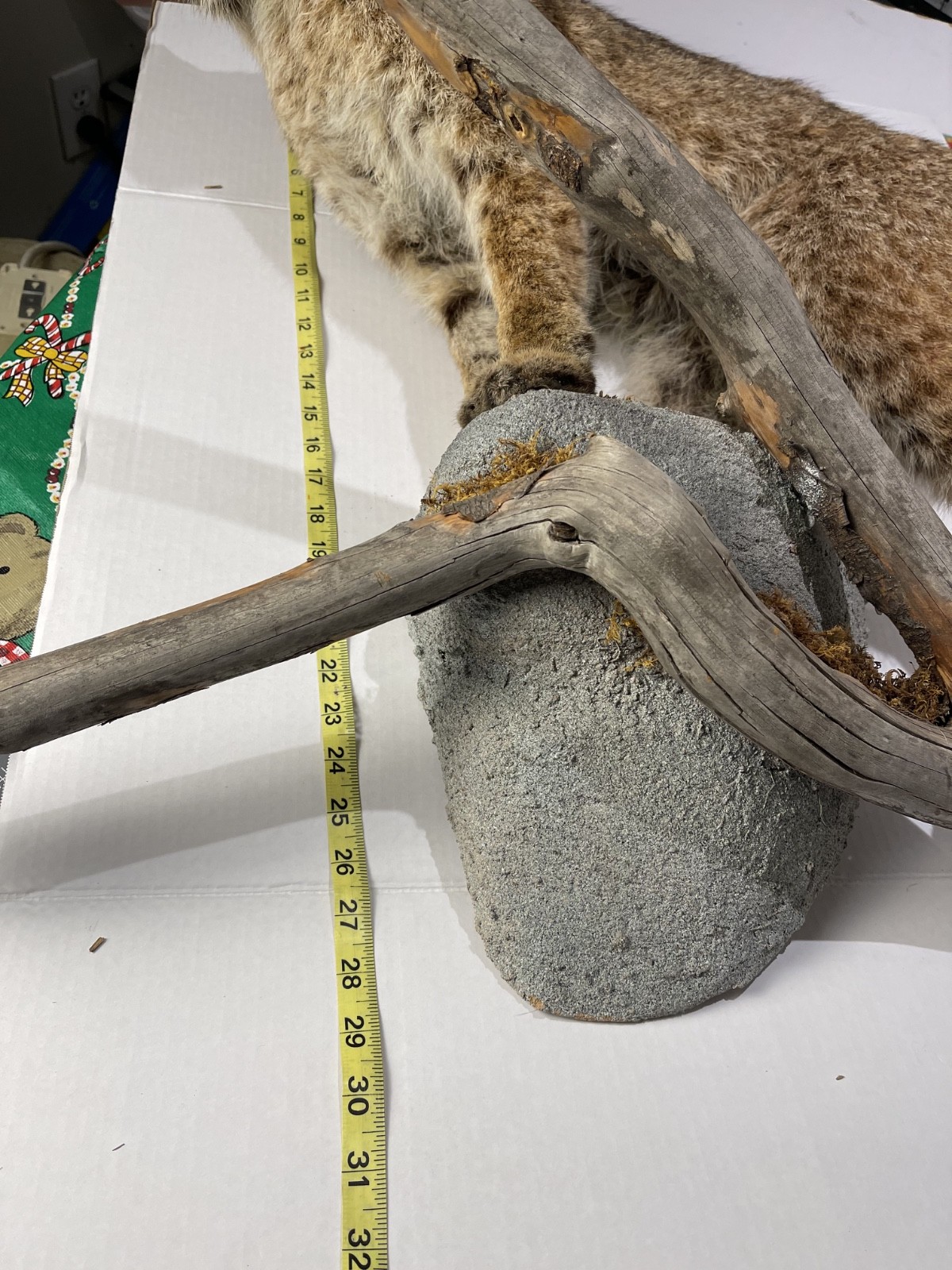 Bobcat Taxidermy Wall Mount Wildlife Hunting wild cat