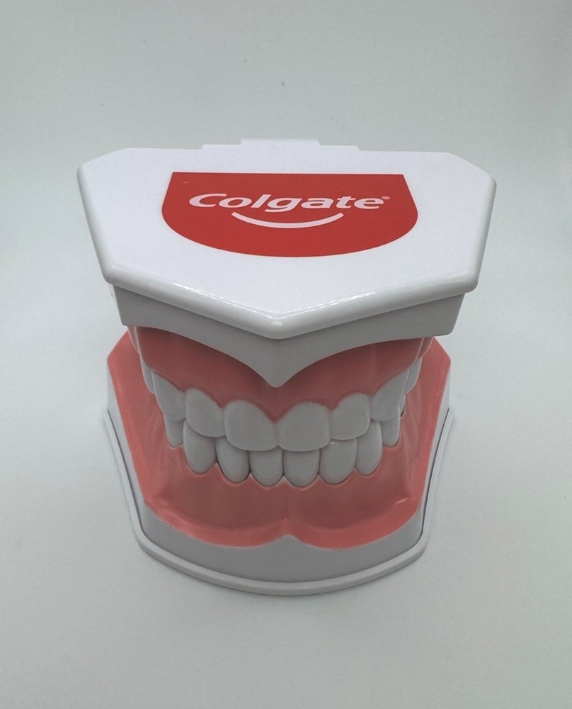 Colgate Teeth Model Display With Removable Teeth Training Aid