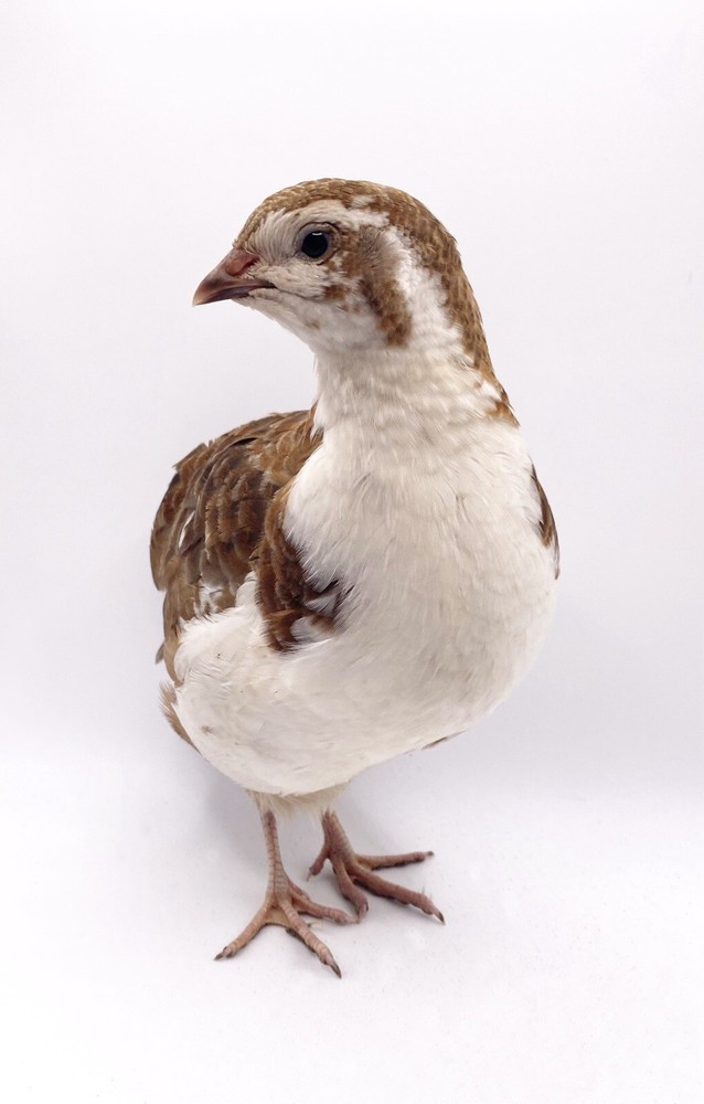 50++ Celadon Blue Coturnix Quail Hatching Eggs - Tuxedo, White, Red Range + More