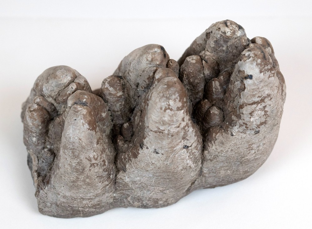 Gomphotherium Tooth: 5-Inches Unworn