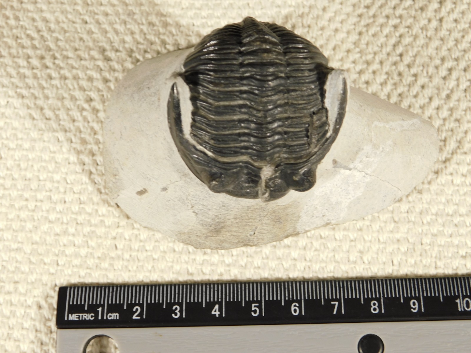Enrolled! Hollardops TRILOBITE Fossil Nice and 100% Natural Morocco 208gr