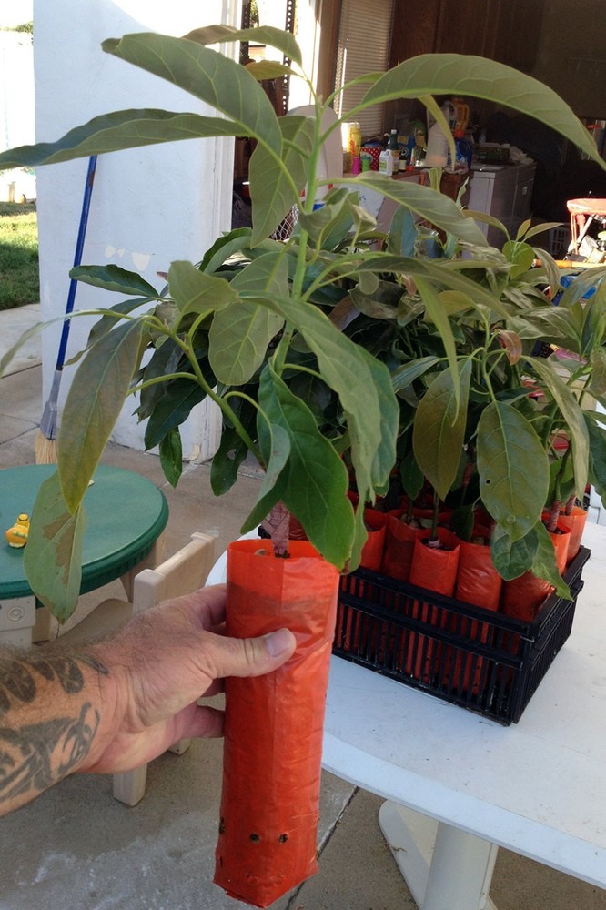 HASS Avocado Tree, Grafted - Live Avocado Tree