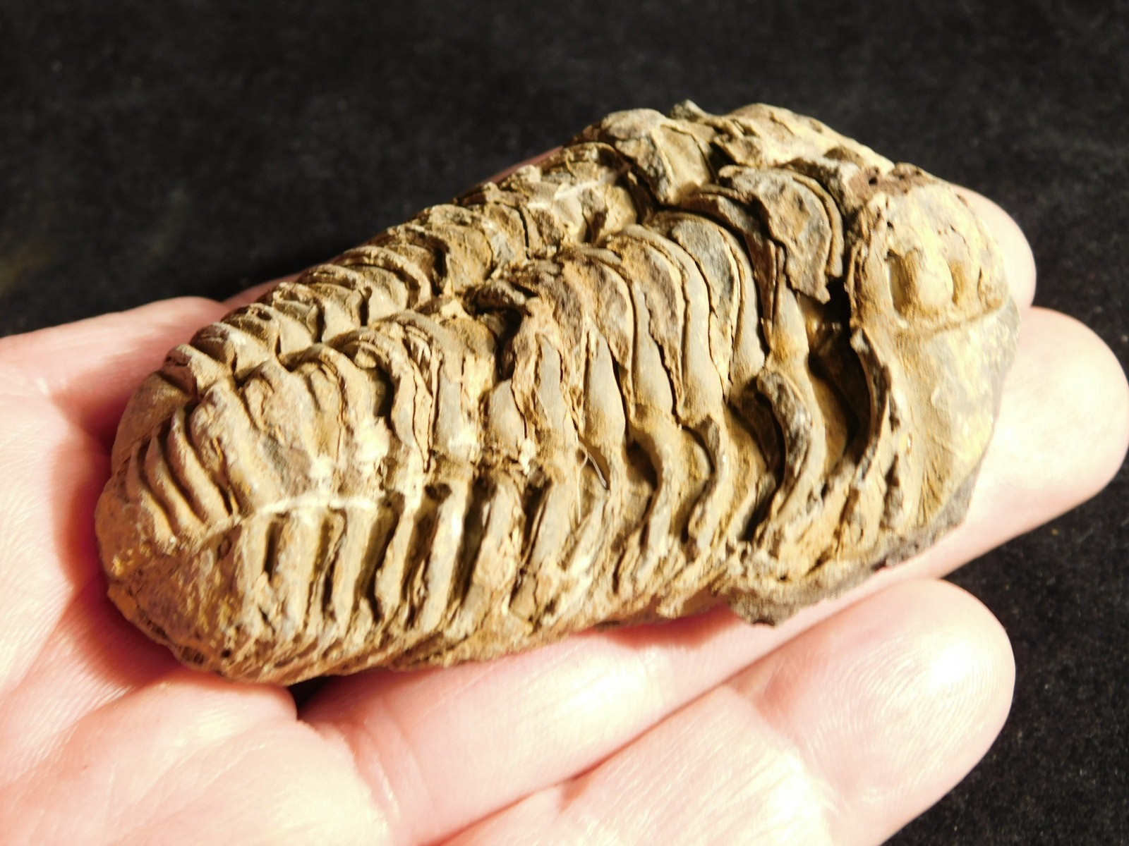 Big! 460 MILLION Year Old! Flexicalymene TRILOBITE Fossil Morocco 2.31