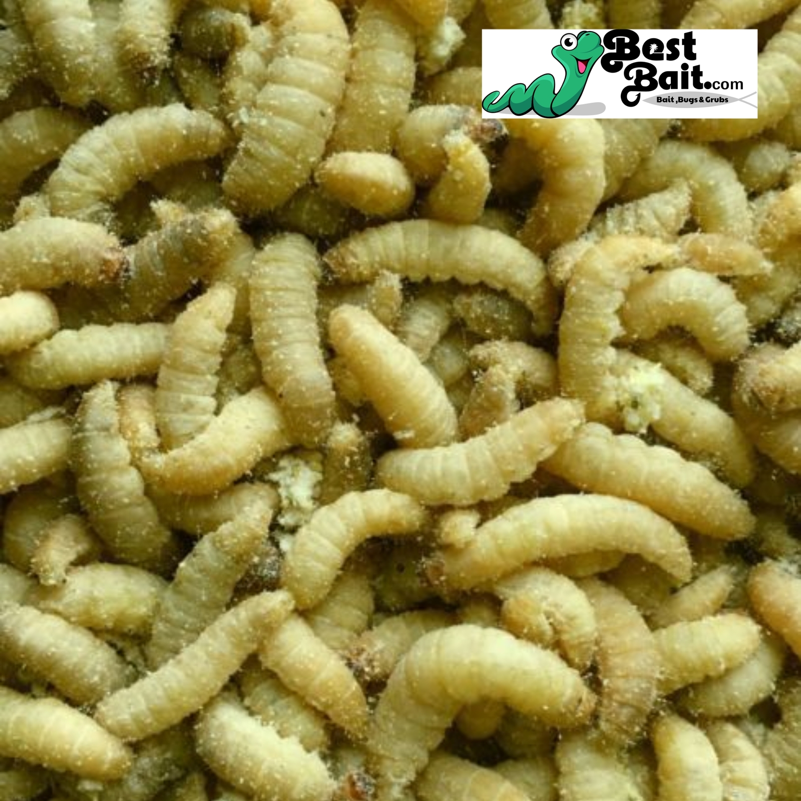 250 Count Live Waxworms, Wax worms Fishing, Reptile Feeders,  Free Shipping