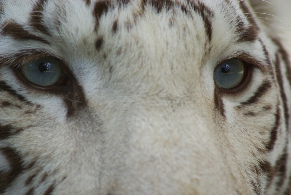White Tiger Taxidermy Reference Photo Cd