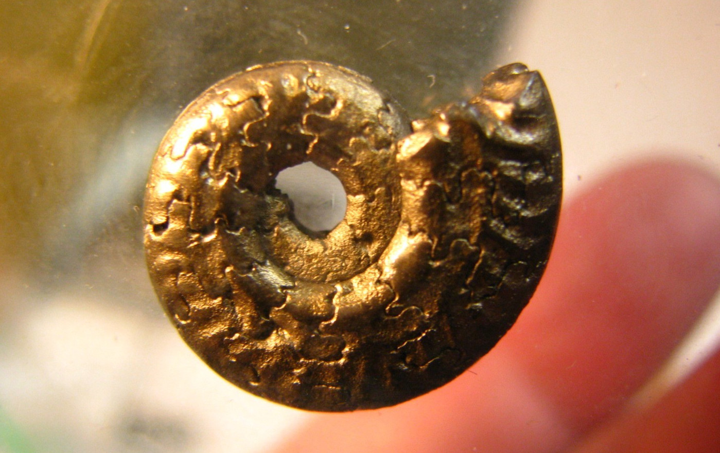 20mm GOLDEN PYRITE AMMONITE FOSSIL THUMBNAIL IN DISPLAY CASE RARE GERMANY #351