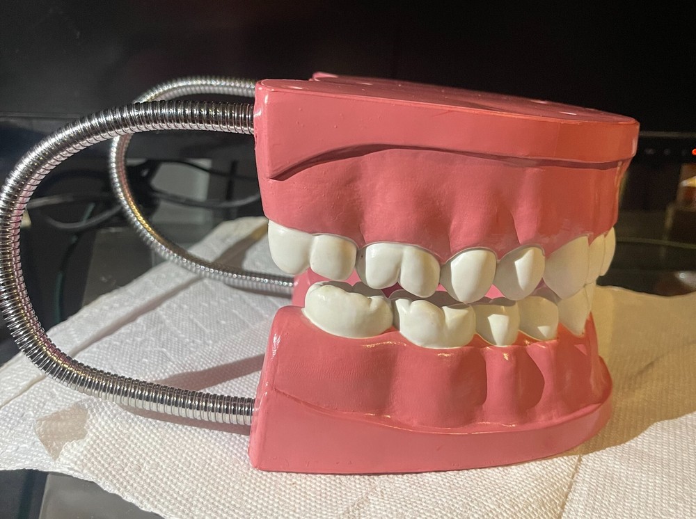 Dental Orthodontic Typodont Teeth Model