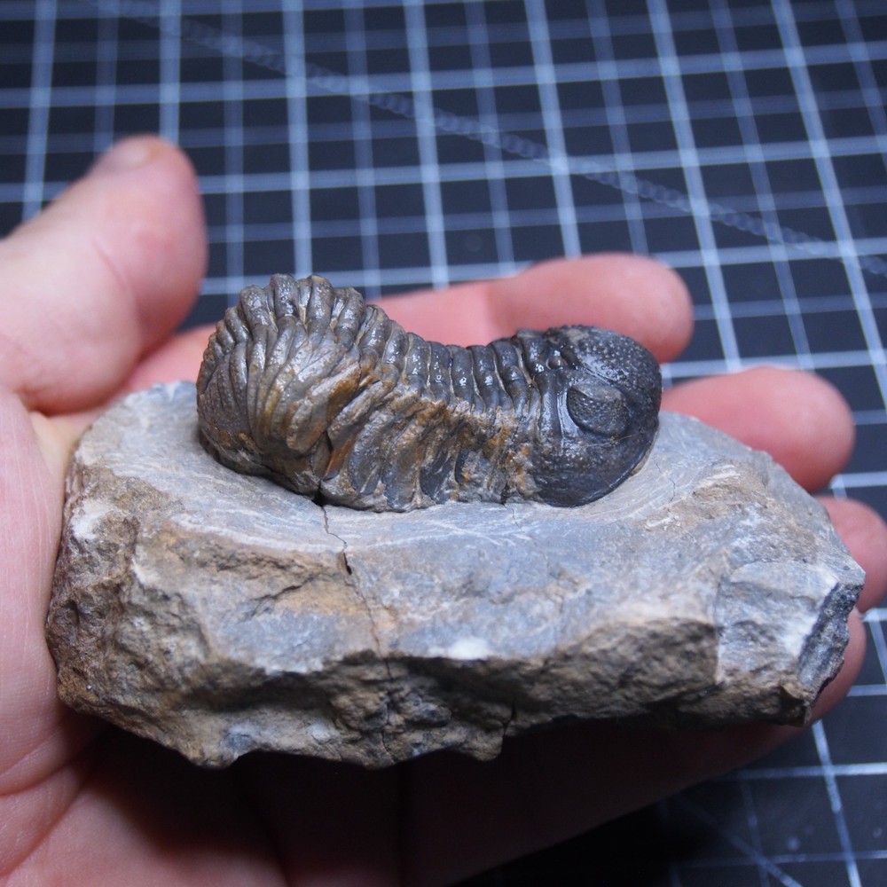 Morocops Trilobite Devonian Trilobiten Arthropods
