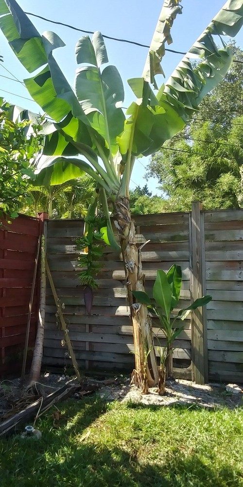 Musa - Dwarf Cavendish - Banana Tree