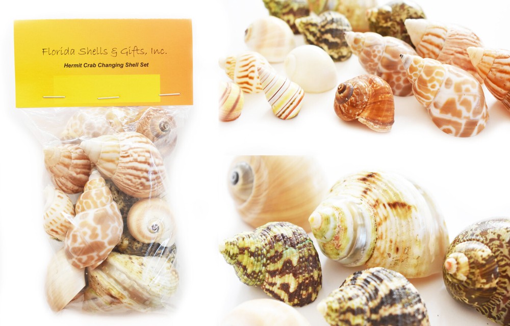 15 Hermit Crab Shells Assorted Natural Seashells SMALL to Medium Beautiful Set