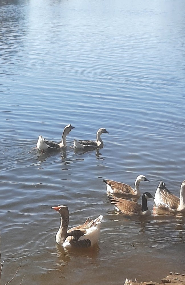 Available Now 5 + 1 Extra Fancy Breeds Geese Hatching Eggs