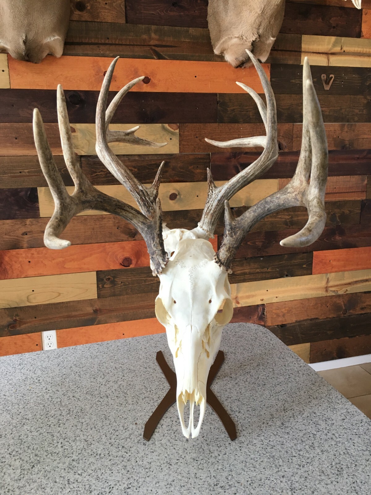 Amazeen Outdoors Double Table Top Mount European Skull Hanger Deer Hook Metal